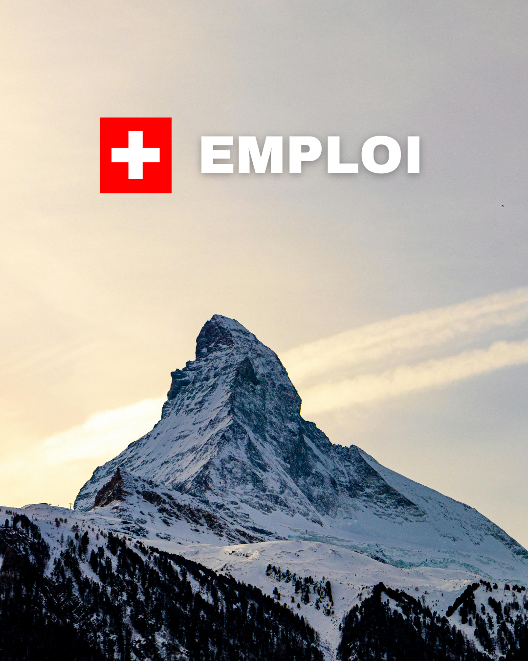 Insertion professionnelle